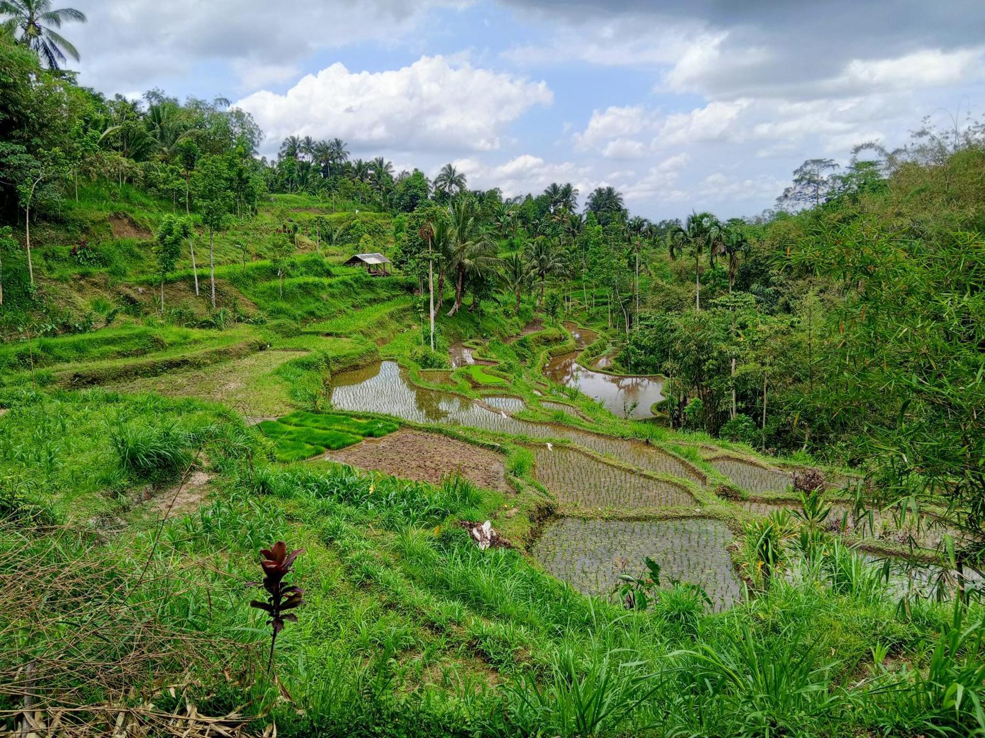 Linkgreen Homestay Lombok Tetebatu Camera foto